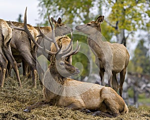 Elk Stock Photo and Image. Elk bull resting on hay with its cows elk around him in their environment and habitat surrounding