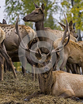 Elk Stock Photo and Image. Elk bull resting on hay with its cows elk around him in their environment and habitat surrounding