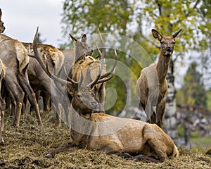 Elk Stock Photo and Image. Elk bull resting on hay with its cows elk around him in their environment and habitat surrounding