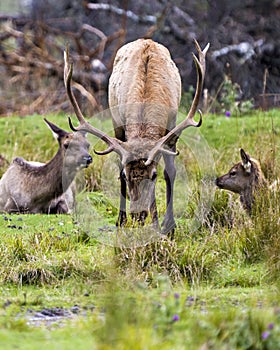 Elk Stock Photo and Image. Elk family one bull, one cow and a baby elk in the field with a blur forest background