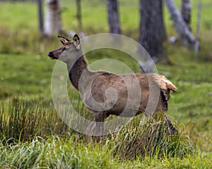 Elk Stock Photo and Image. Elk female cow close-up side profile walking in the field with a blur forest background in its