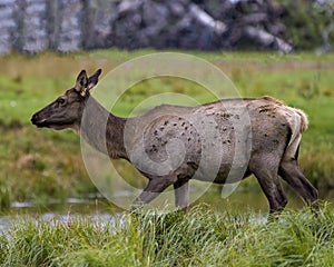 Elk Stock Photo and Image. Elk female cow close-up side profile walking by the river with a blur background in its environment and