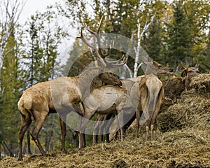 Elk Stock Photo and Image. Elk male in the rut season with herd of cows elk with a blur forest background in their environment and