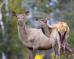 Elk Stock Photo and Image. Elk mother and baby calf looking at camera with a blur background in their environment and habitat