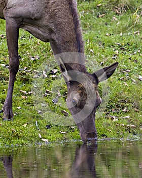 Elk Stock Photo and Image.  Female cow headshot profile front view drinking water with grass background in its environment and