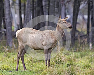 Elk Stock Photo and Image. Female cow standing on grass with a blur forest background in its environment and habitat surrounding