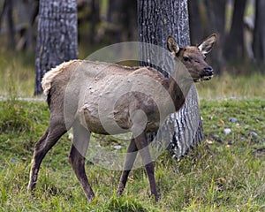 Elk Stock Photo and Image. Female cow walking in the field along the forest in its environment and habitat surrounding