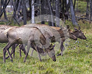 Elk Stock Photo and Image. Female Elk cows eating grass in the field along the forest in their environment and habitat surrounding