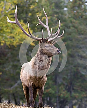 Elk Stock Photo and Image.  Male buck resting in the field in mating season in the bush with grass background in its environment