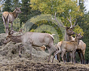 Elk Stock Photo and Image. Male buck resting in the field in mating season in the bush with grass background in its environment