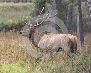 Elk Stock Photo and Image. Male close-up profile view in the forest with a blur forest background and displaying antlers and brown