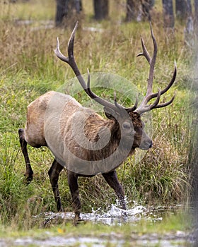 Elk Stock Photo and Image. Male close-up profile view, running in the water with a blur forest background and displaying antlers