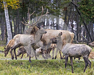 Elk Stock Photo and Image. Male Elk protecting its herd female cow in their environment and habitat surrounding. Portrait