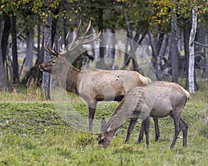 Elk Stock Photo and Image. Male and a female cow in the field with a blur forest background in their environment and habitat