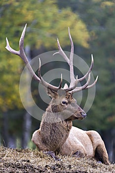 Elk Stock Photo and Image. Male resting on hay with a blur forest background in its envrionment and habita, displaying large