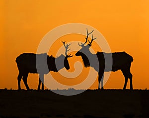 Elk Sunset Silhouettes