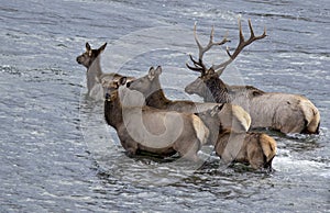 Elk swimming