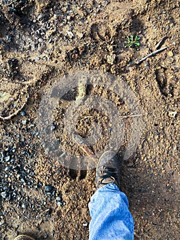 Elk track in dirt by man boot