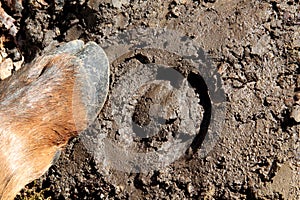 Elk track and hoof in the mud