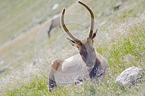 Elk on Trail Ridge Road in Rocky Mountain National Park