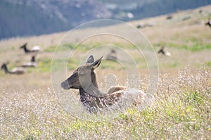 Elk on Trail Ridge Road in Rocky Mountain National Park