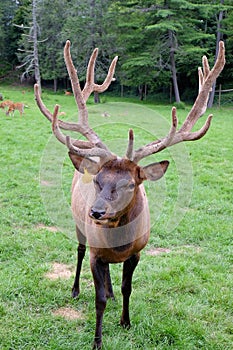 Elk Up Close