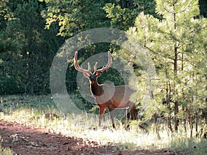 Elk with velvet anters in forest