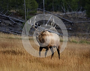 Elk VII