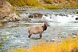 Elk wading in water in Yellowstone National Park Wyoming, Wildlife Nature Photography, bull during elk rut, Gardiner Montana,