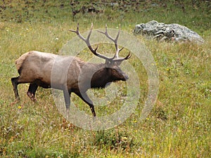 Elk Walking