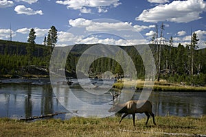 Elk walking along a river photo