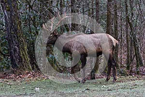 Elk walking at Cataloochee Valley, Great Smoky Mountains National Park, North Carolina