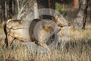 Elk walking through the tall grass