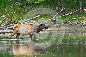 An elk walking into water