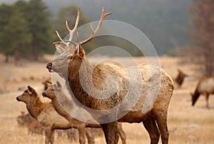 Elk walking in the wild.