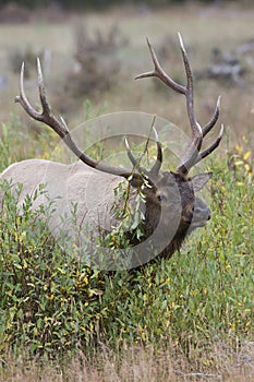 Elk Walking in Willow Trees