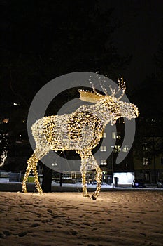 An elk walks across Floras kulle