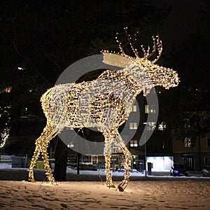 An elk walks across Floras kulle