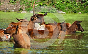 The elk, or wapiti