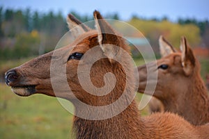 The elk, or wapiti