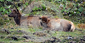 The elk, or wapiti