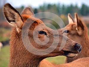 The elk, or wapiti