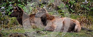 The elk, or wapiti