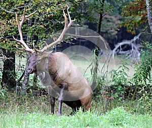 Elk or wapiti