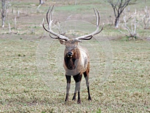 Elk wapiti bull antlers