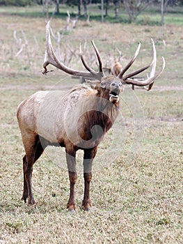 Elk wapiti bull antlers