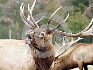 Elk wapiti bull antlers