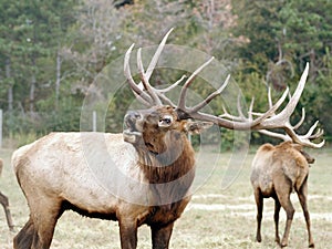 Elk wapiti bull antlers