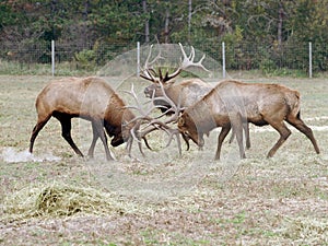 Elk wapiti bull antlers