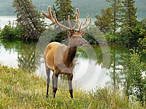 Elk Wapiti Bull Antlers